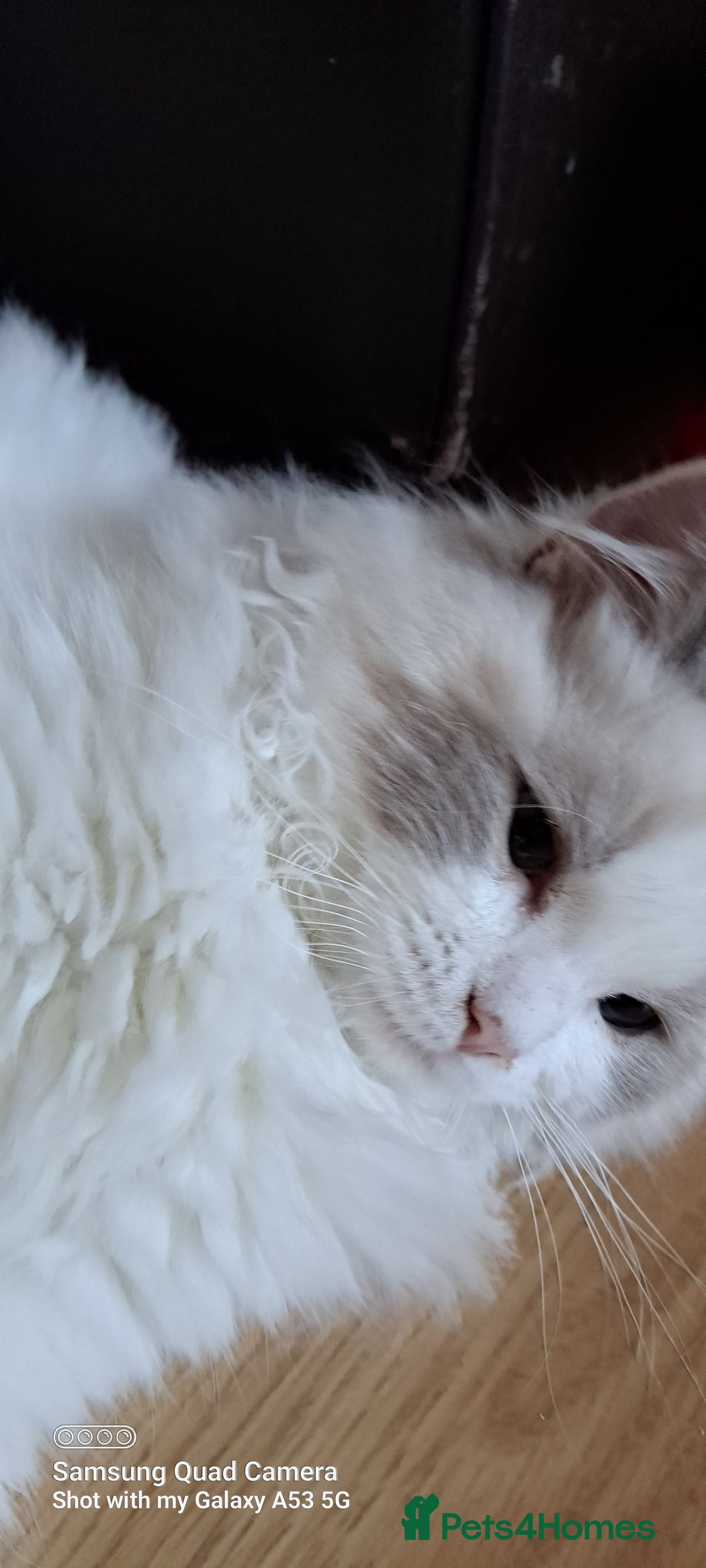 Ragdoll cats for sale: Ragdoll active girl and active boy - Image 1