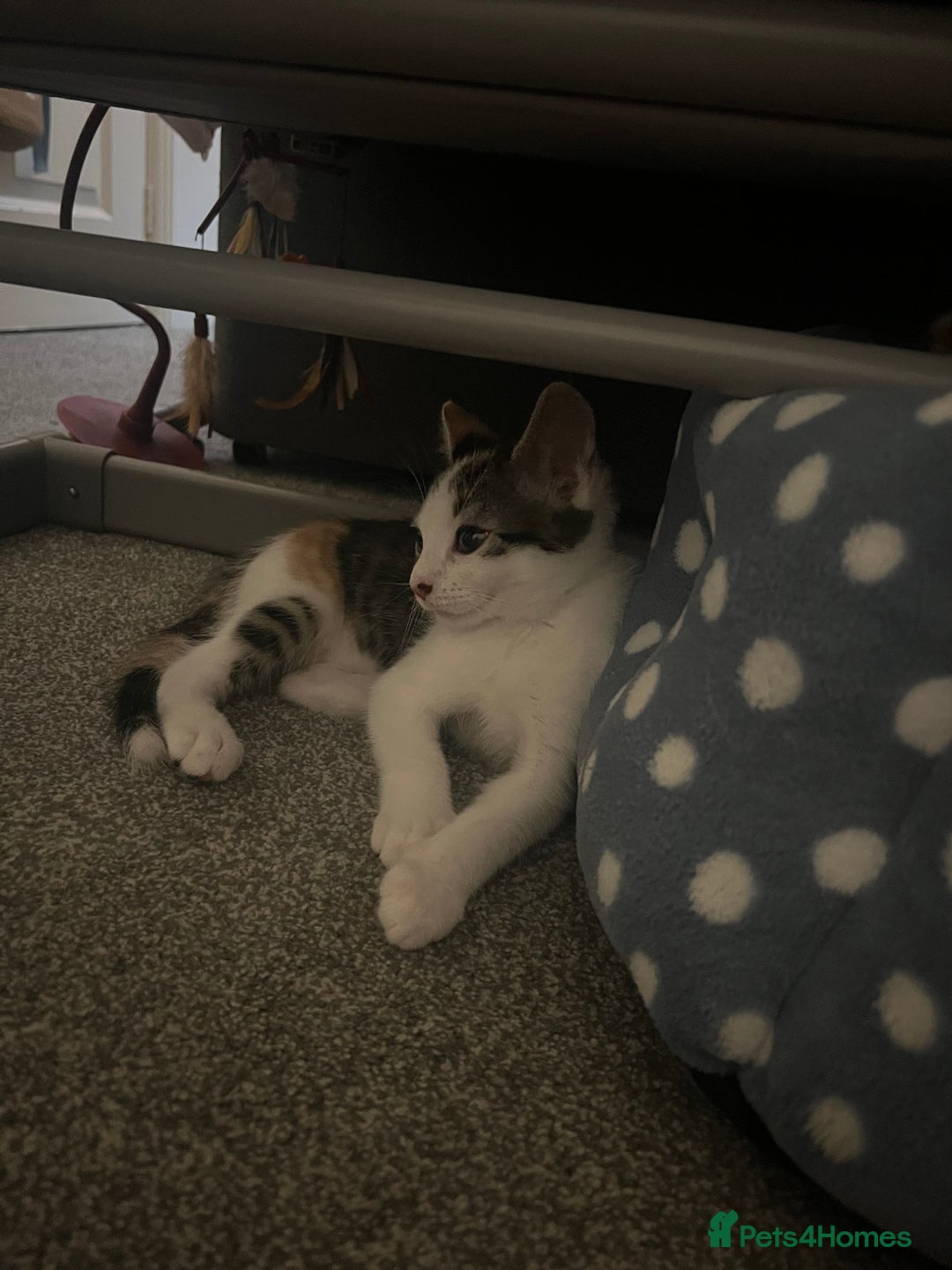 Mixed Breed cats for sale: Female little girl looking for a new home.  - Image 6