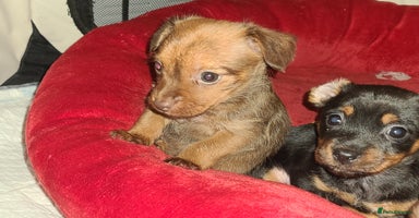 Chiweenie dogs - Advert 11