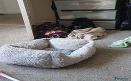 Shihpoo dogs for sale: Shihpoo puppy for sale  - Advert 2