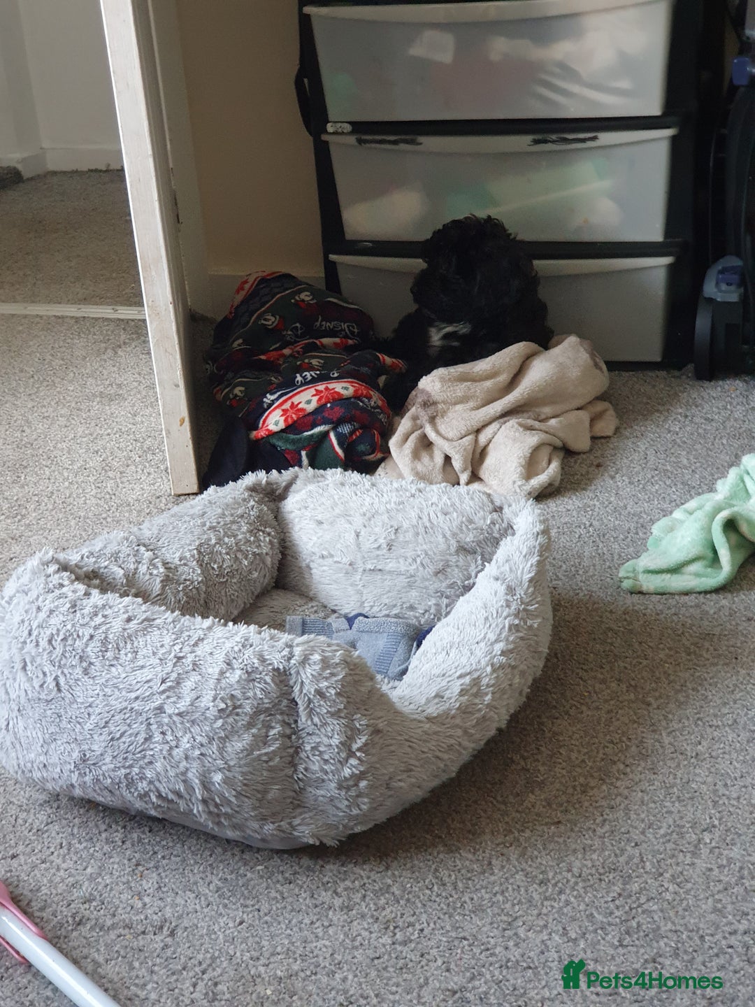 Shihpoo dogs for sale: Shihpoo puppy for sale  - Advert 2