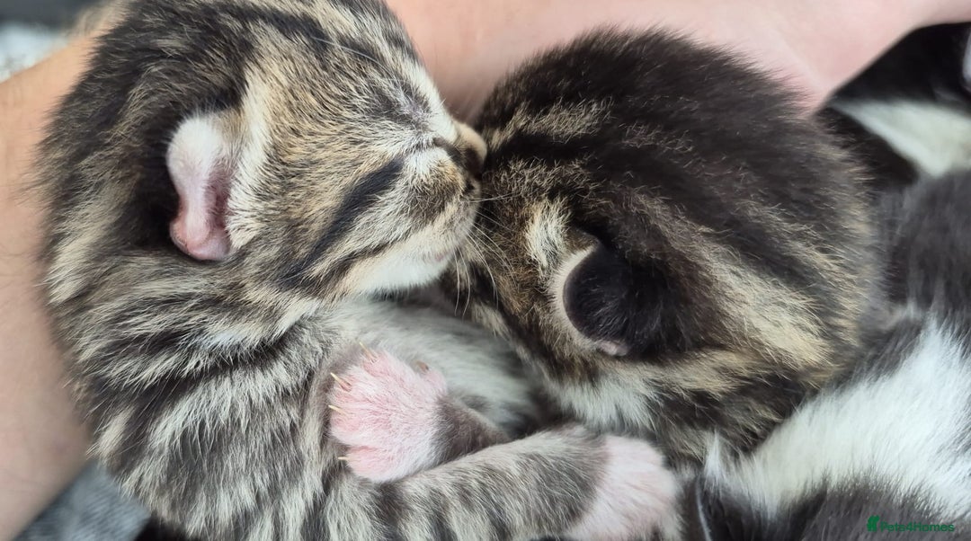 Mixed Breed cats for sale: Beautiful Tame Kittens Tabby Black White - Image 7