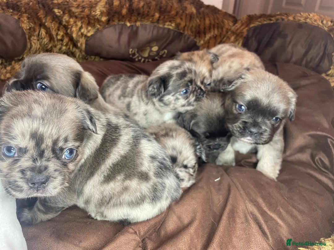 French Bulldog dogs for sale: 8 perfect fluffy visual French bulldogs dwkc reg - Advert 5