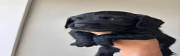 Cocker Spaniel dogs for sale: Cocker spaniel Pups - Advert 21