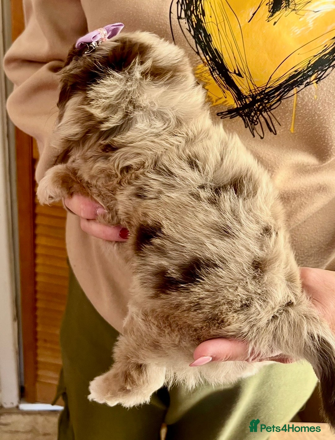 Cavapoo dogs for sale: TOY Fluffy Cavapoo’s From Health Tested Parents - Image 25