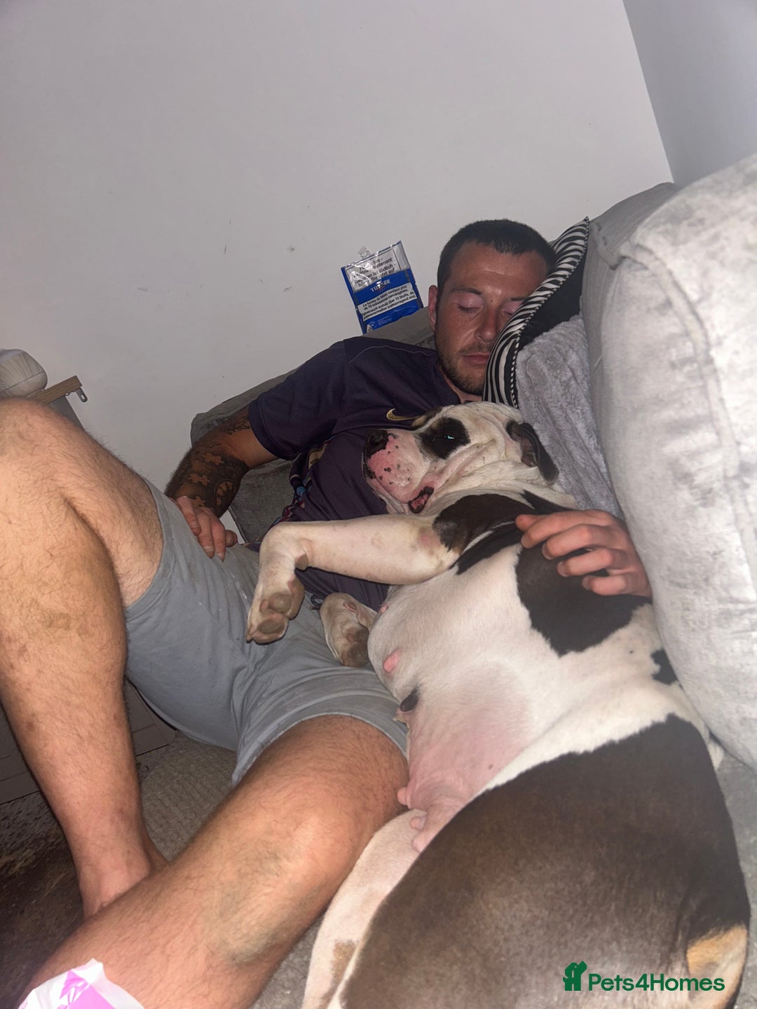 American Bulldog dogs for sale: Female (spayed) American bulldog  - Image 3