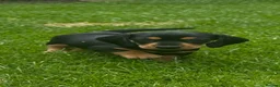 Miniature Dachshund dogs for sale: Gorgeous KC reg miniature dachshund puppies  - Advert 15