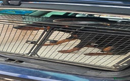 Dobermann dogs for sale: Doberman - Image 5