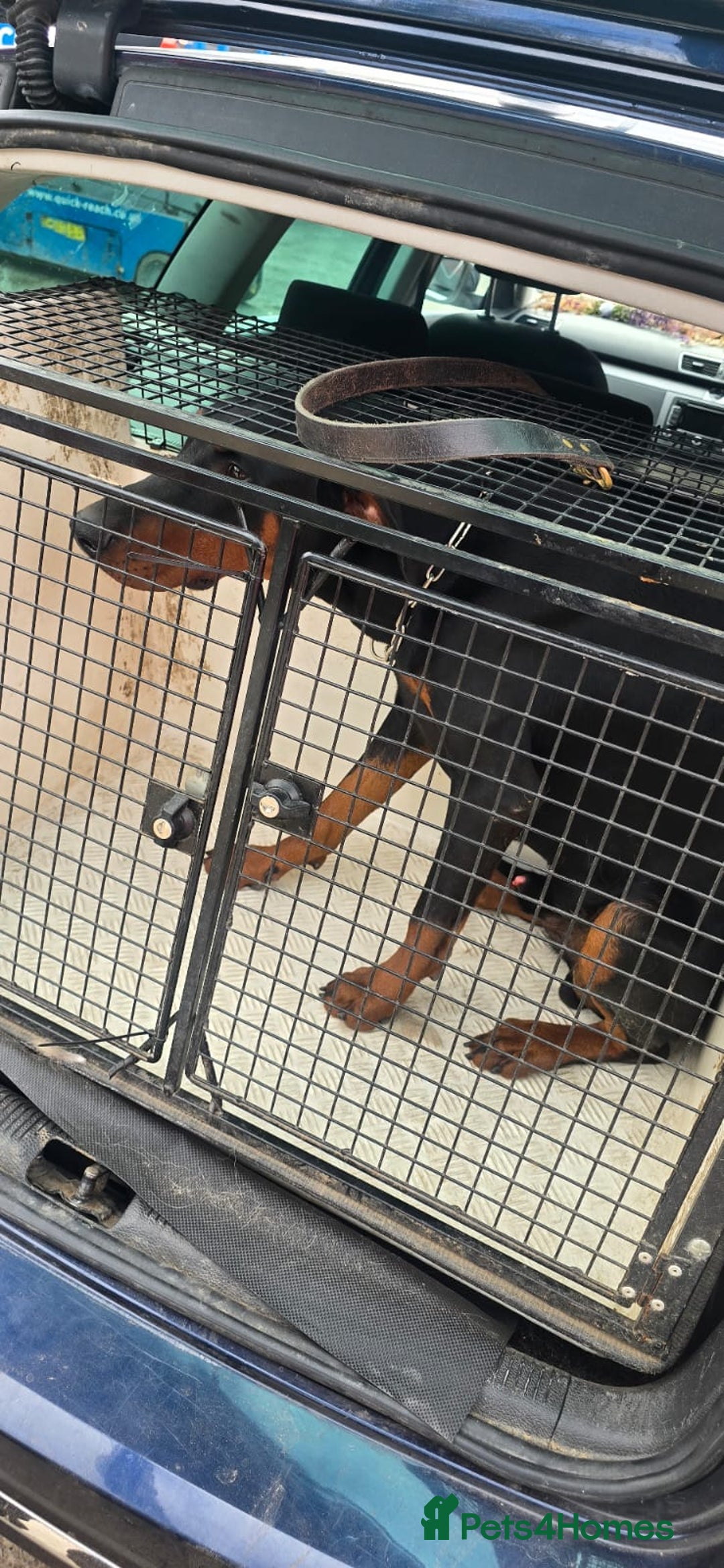 Dobermann dogs for sale: Doberman - Image 5