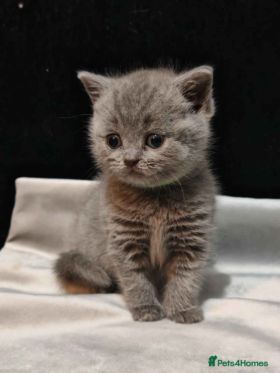 British Shorthair cats for sale: British shorthairs grey in Blackburn - Advert 1