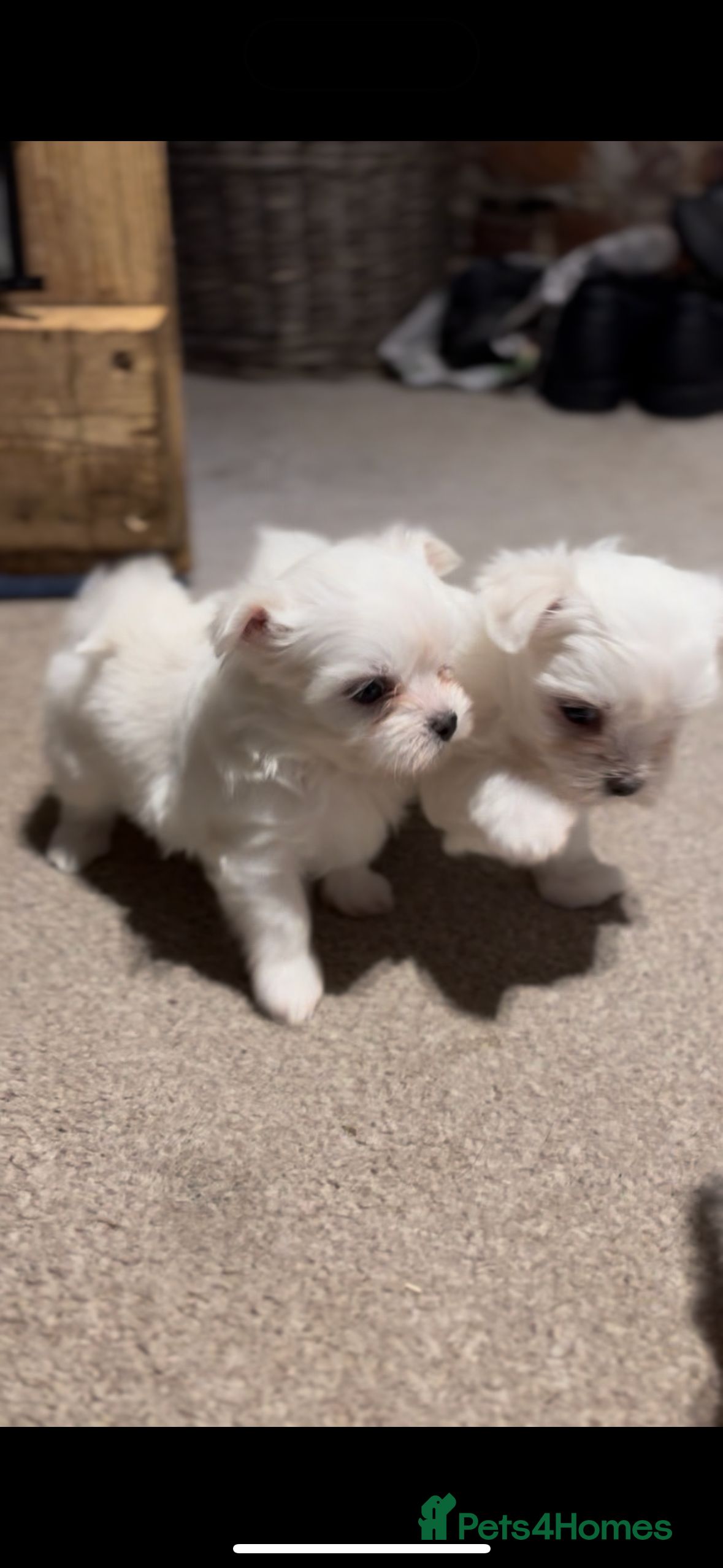 Morkie dogs Beautiful fluffy maltese - Advert 2