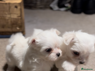 Morkie dogs Beautiful fluffy maltese - Advert 11