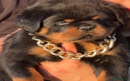 Rottweiler dogs for sale: 🐾 Adorable Rottweiler Puppies Ready! 🐾 - Image 2