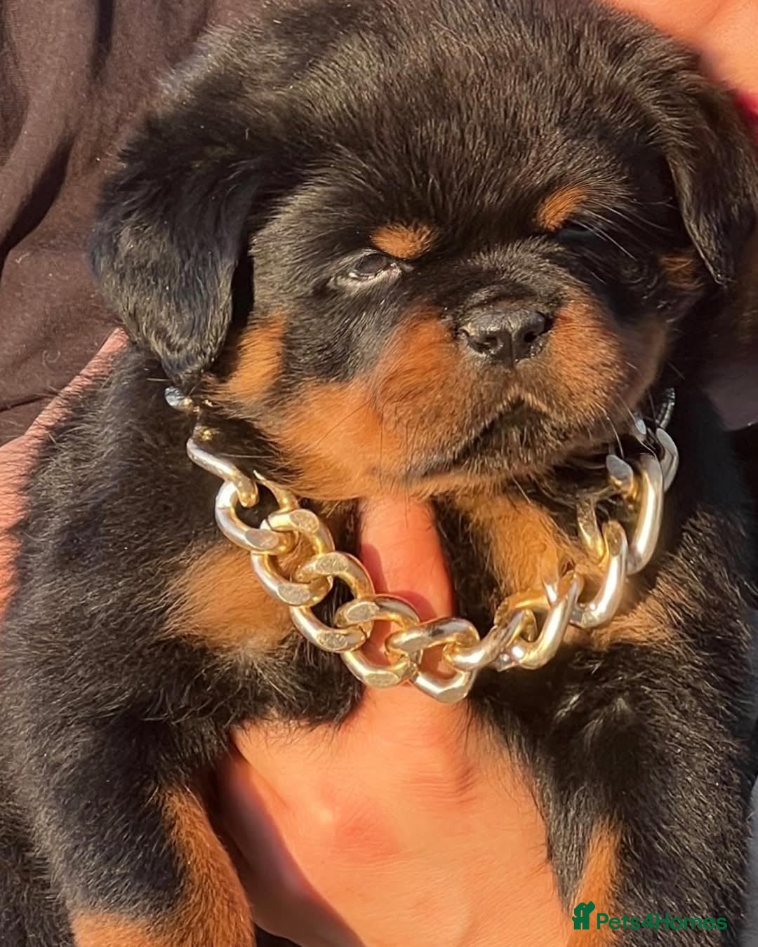Rottweiler dogs for sale: 🐾 Adorable Rottweiler Puppies Ready! 🐾 - Image 2