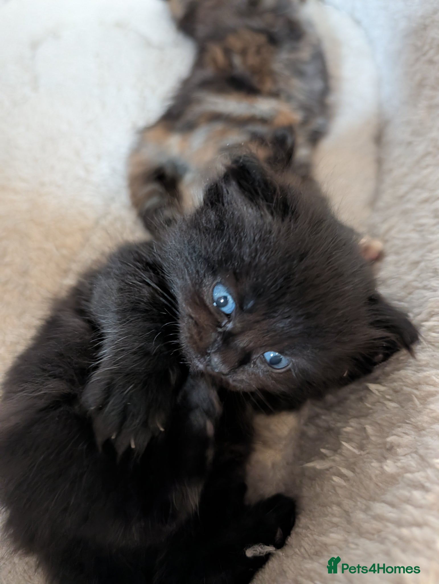 British Longhair cats British Longhair X Maine Coon Kittens - Advert 16