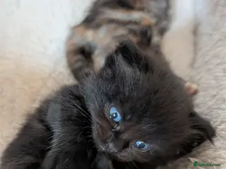 British Longhair cats British Longhair X Maine Coon Kittens - Advert 2