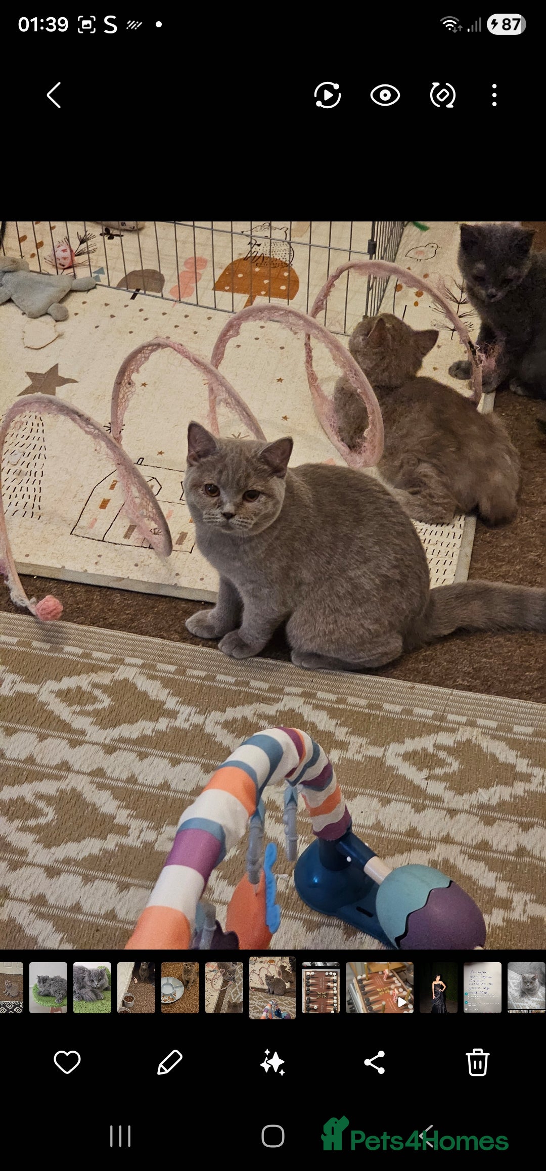 British Shorthair cats for sale: British shorthair and longhair  - Advert 9