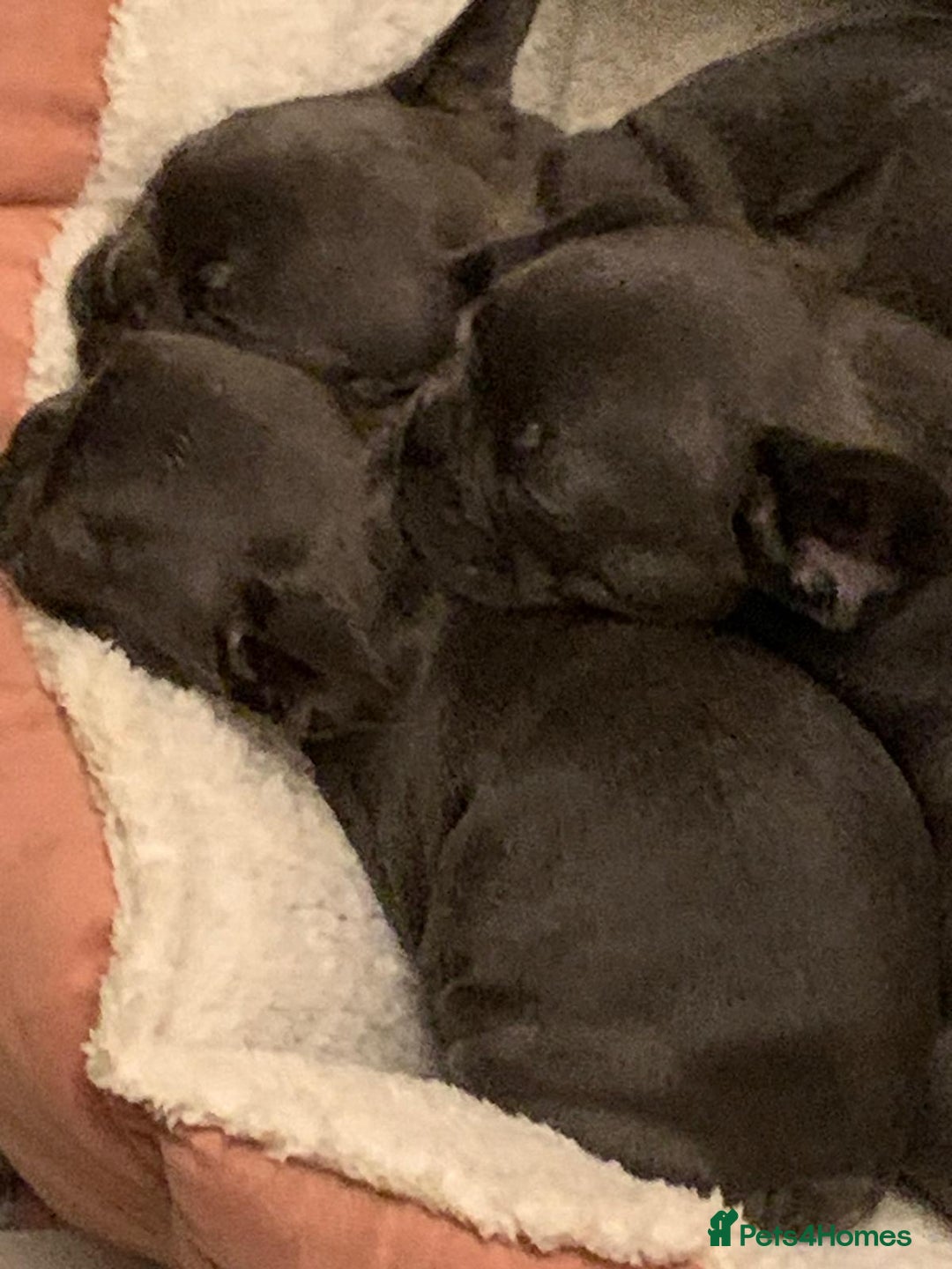 French Bulldog dogs for sale: QUALITY SOLID BLUE FRENCH BULLDOG PUPPIES  - Advert 2