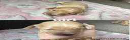 Cockapoo dogs for sale: 10 Beautiful cockapoos puppies  - Advert 11