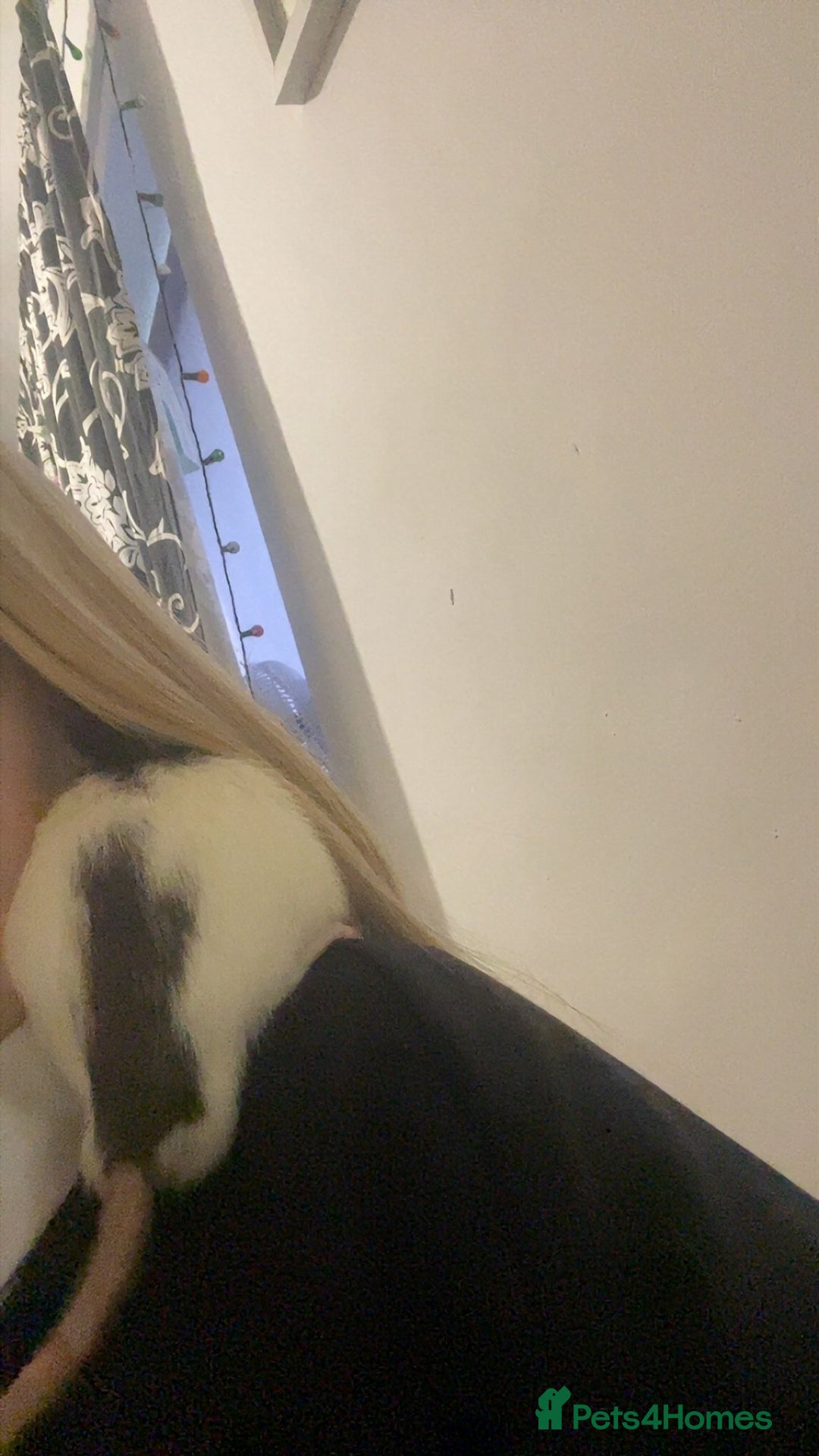 Rat rodents for sale: 2 male rats and cage  - Advert 4