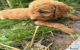 Labradoodle dogs for sale: Health tested chunky and fluffy labradoodles  - Image 28