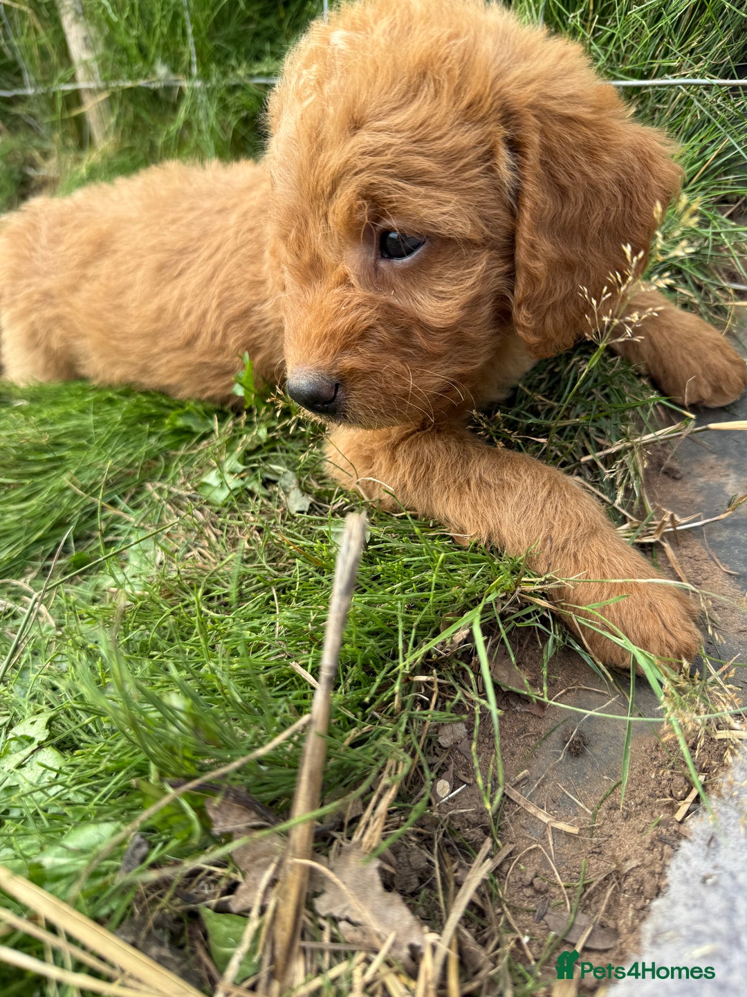Labradoodle dogs for sale: Health tested chunky and fluffy labradoodles  - Image 28