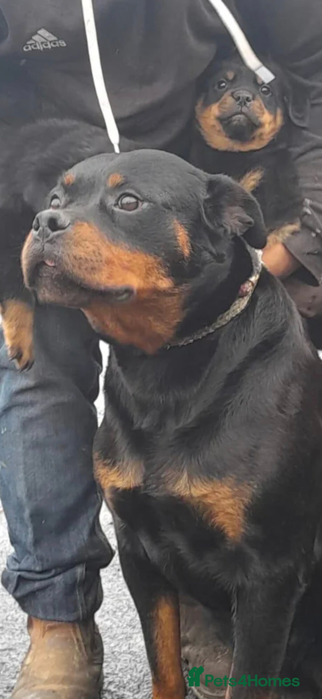Rottweiler dogs for sale: Rotweiler  - Advert 2