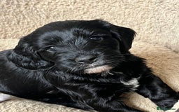 Cockapoo dogs for sale: Exceptional cockapoo pups- 1 Boy, 1 Girl left!! - Image 15