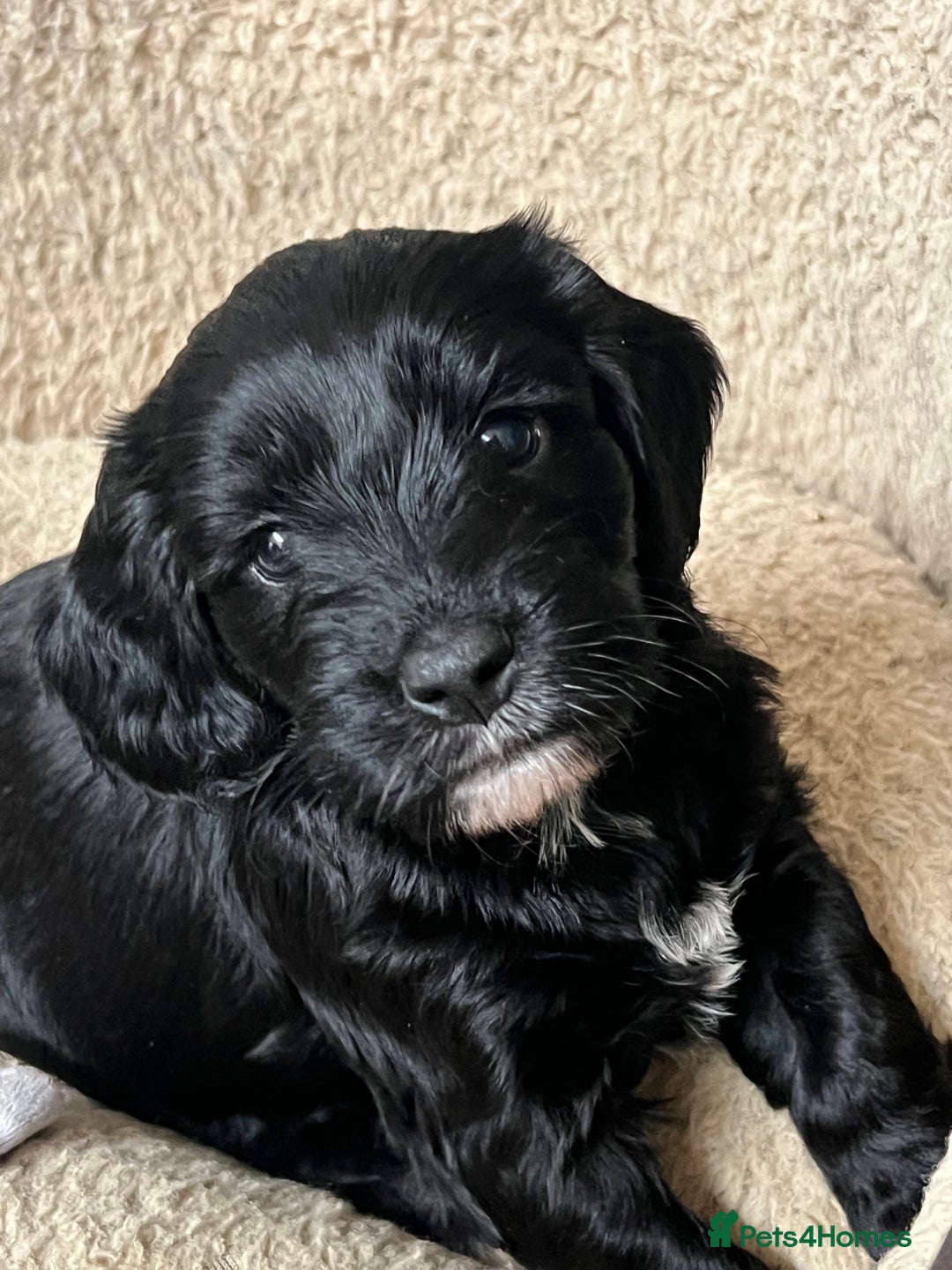Cockapoo dogs for sale: Exceptional cockapoo pups- 1 Boy, 1 Girl left!! - Image 15