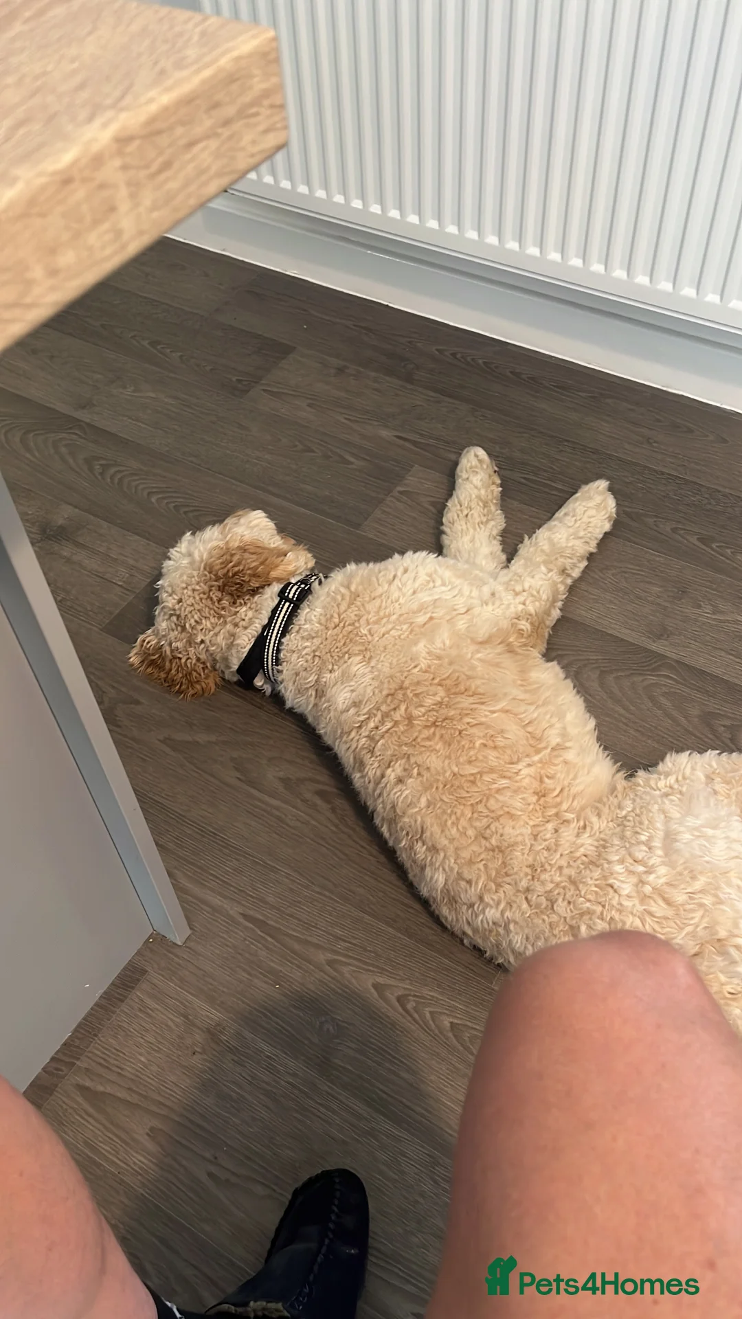 Cockapoo dogs for sale: Cockapoo. - Advert 5