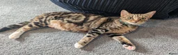 Mixed Breed cats for sale: Kittens available near Worksop/Retford  in Worksop - Advert 6