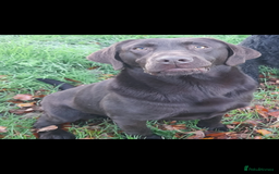 Labrador Retriever dogs for sale: Stunning litter of 8 Labrador puppies - Image 3