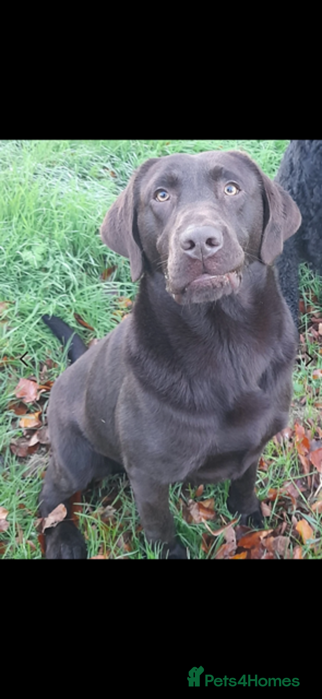 Labrador Retriever dogs for sale: Stunning litter of 8 Labrador puppies - Image 3