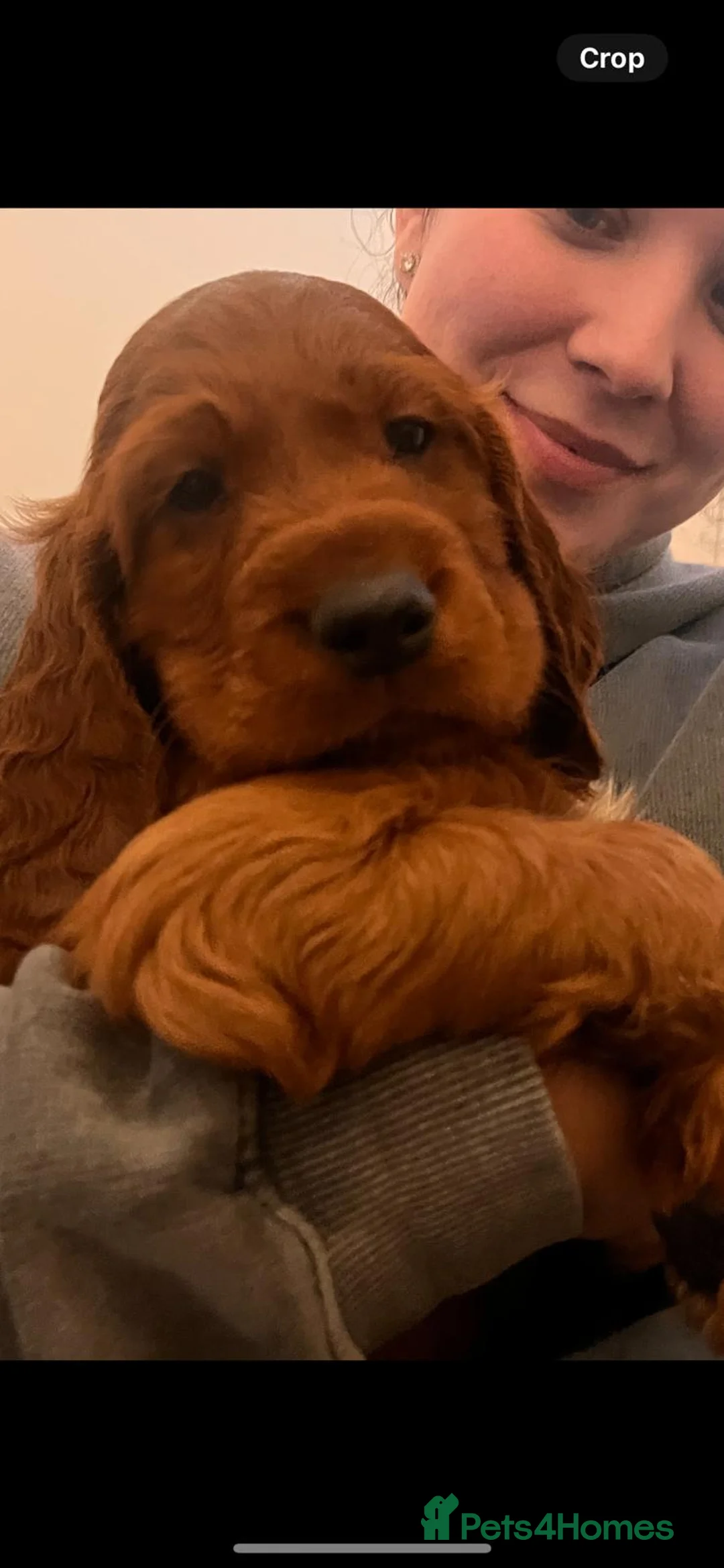 Irish Setter dogs for sale: Quality Irish setter puppies KC Registered - Advert 2