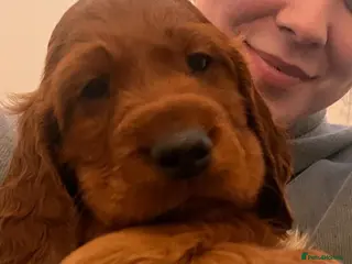 Irish Setter dogs Quality Irish setter puppies KC Registered - Advert 6