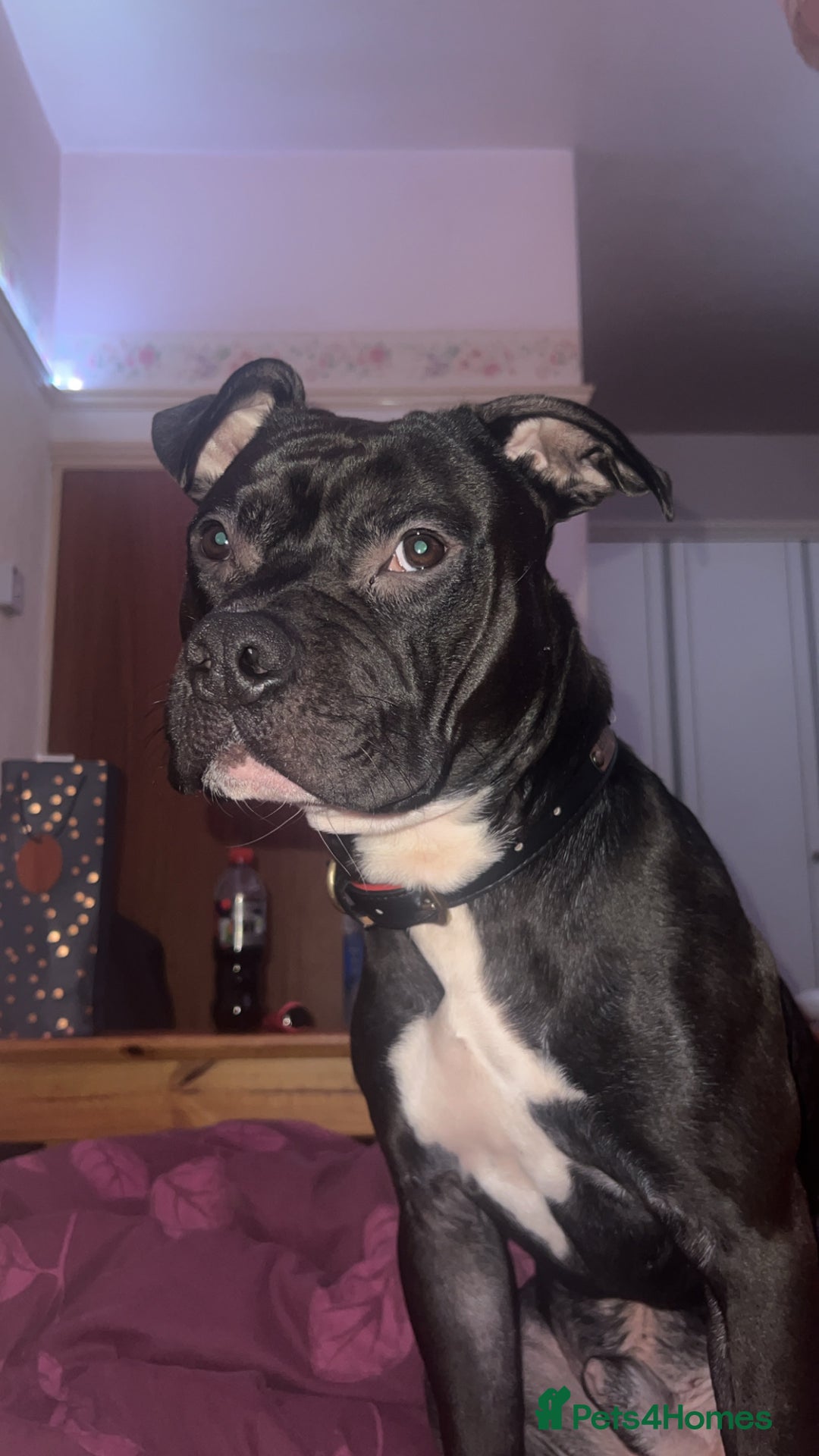Staffordshire Bull Terrier dogs for sale: Baxter  - Advert 2