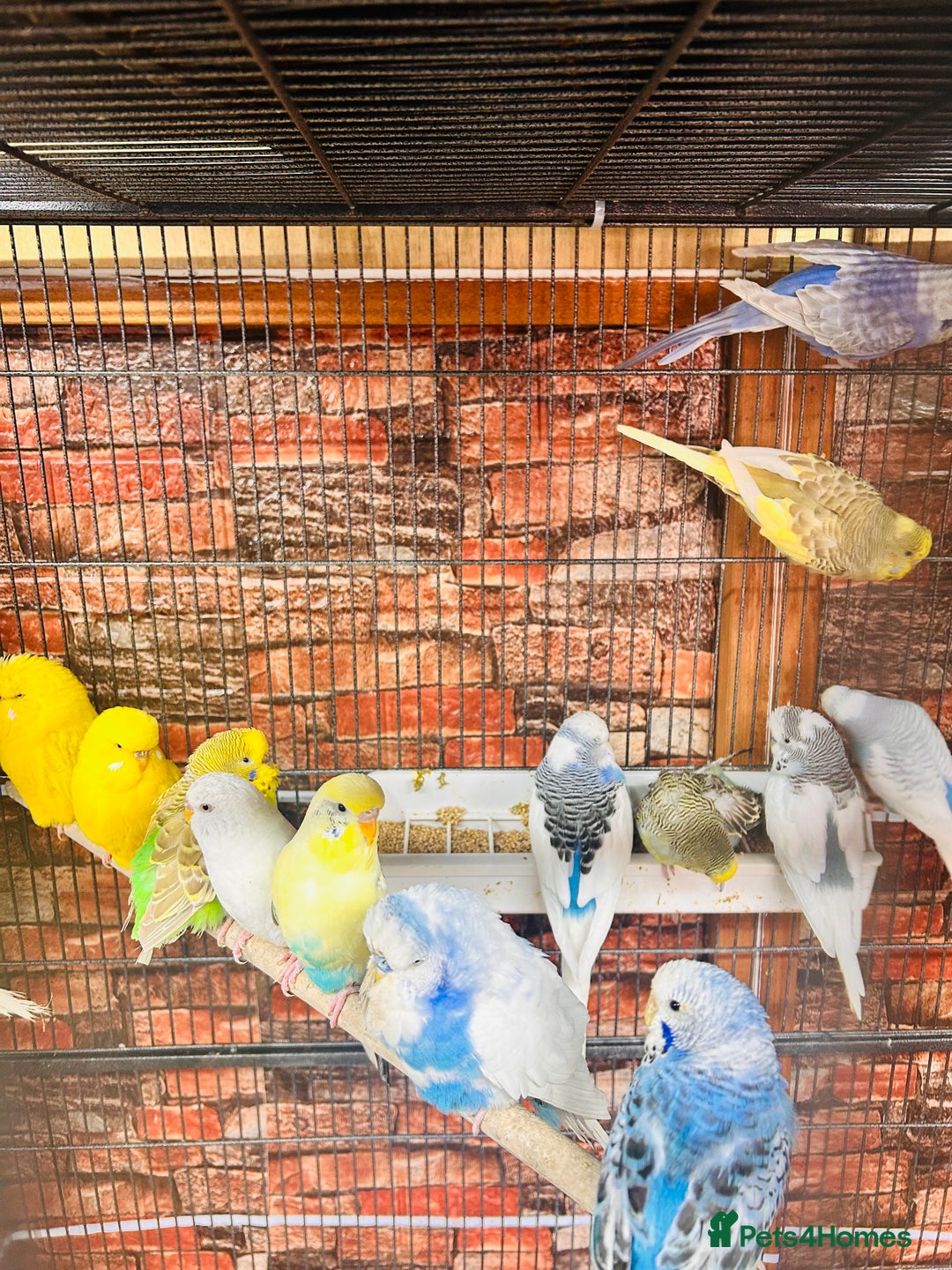 Budgerigars birds for sale: Stunning budgies for sale  - Advert 6