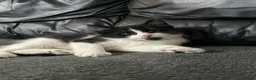 Mixed Breed cats for sale:     Cute Male Kitten in Slough - Advert 6
