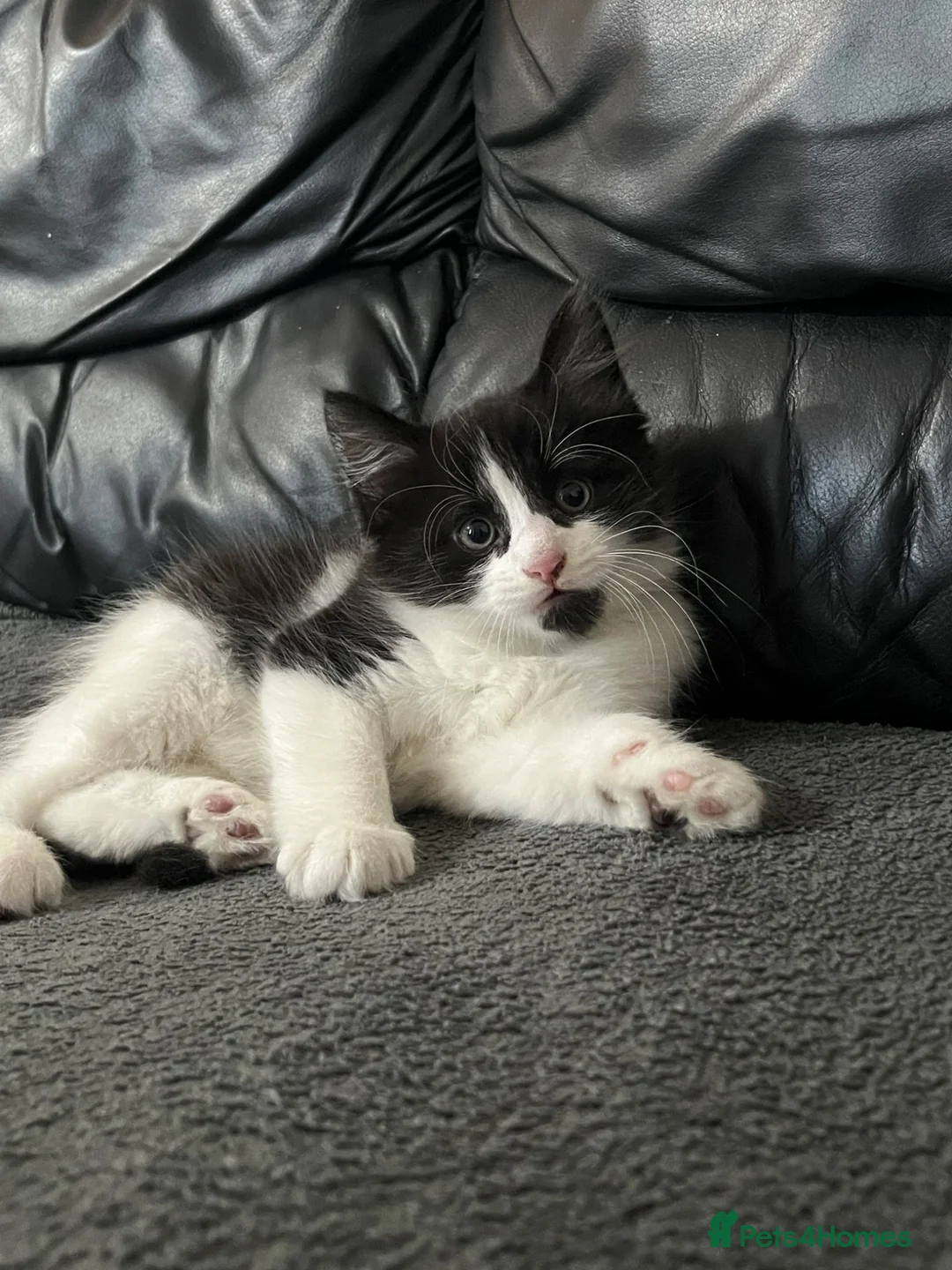 Mixed Breed cats for sale:     Cute Male Kitten in Slough - Advert 6