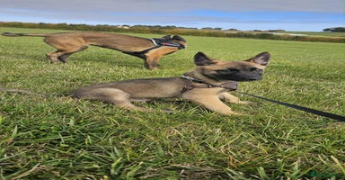 Mixed Breed dogs - Advert 14