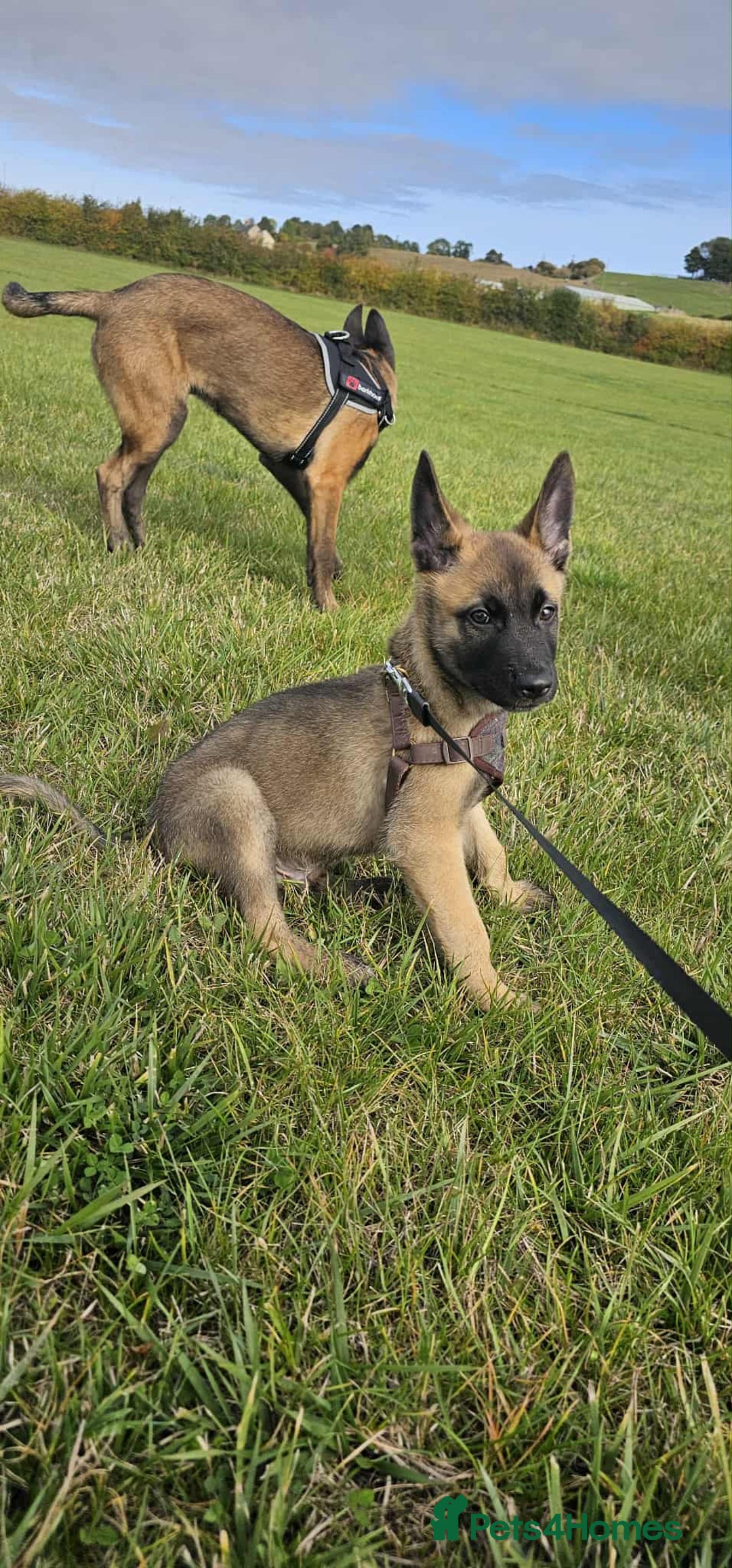 Mixed Breed dogs for sale: Male mali x GSD - Image 2