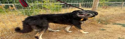 Mixed Breed dogs for adoption: Daniel - Ipswich Suffolk  in Ipswich - Advert 4