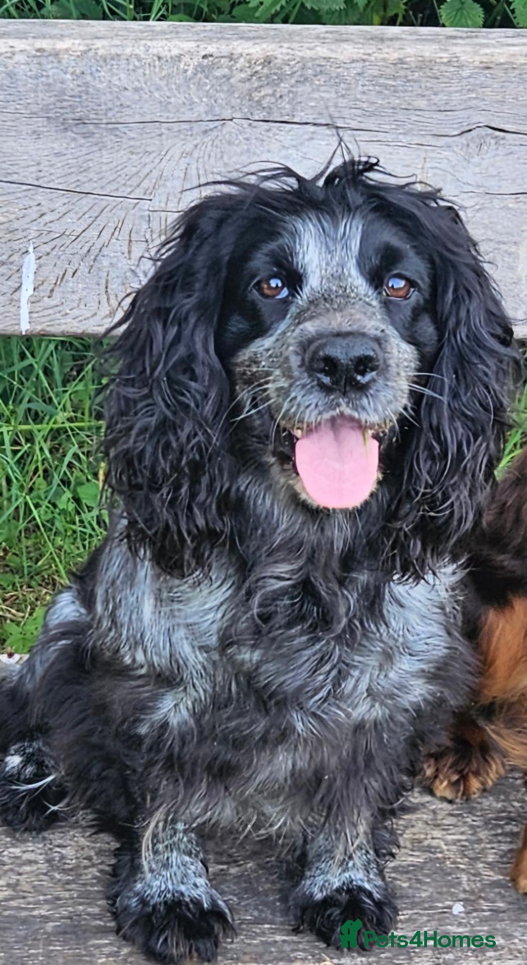 Cocker Spaniel dogs Roan working cocker spaniel pups - Advert 6