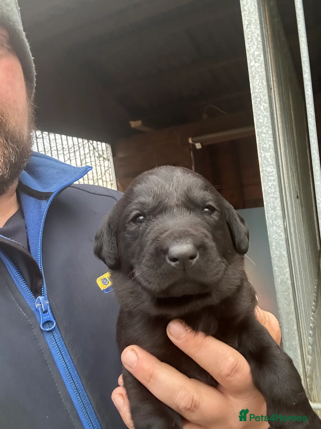 Labrador Retriever dogs for sale: 2024 igl championship winning sired Labradors  - Advert 10