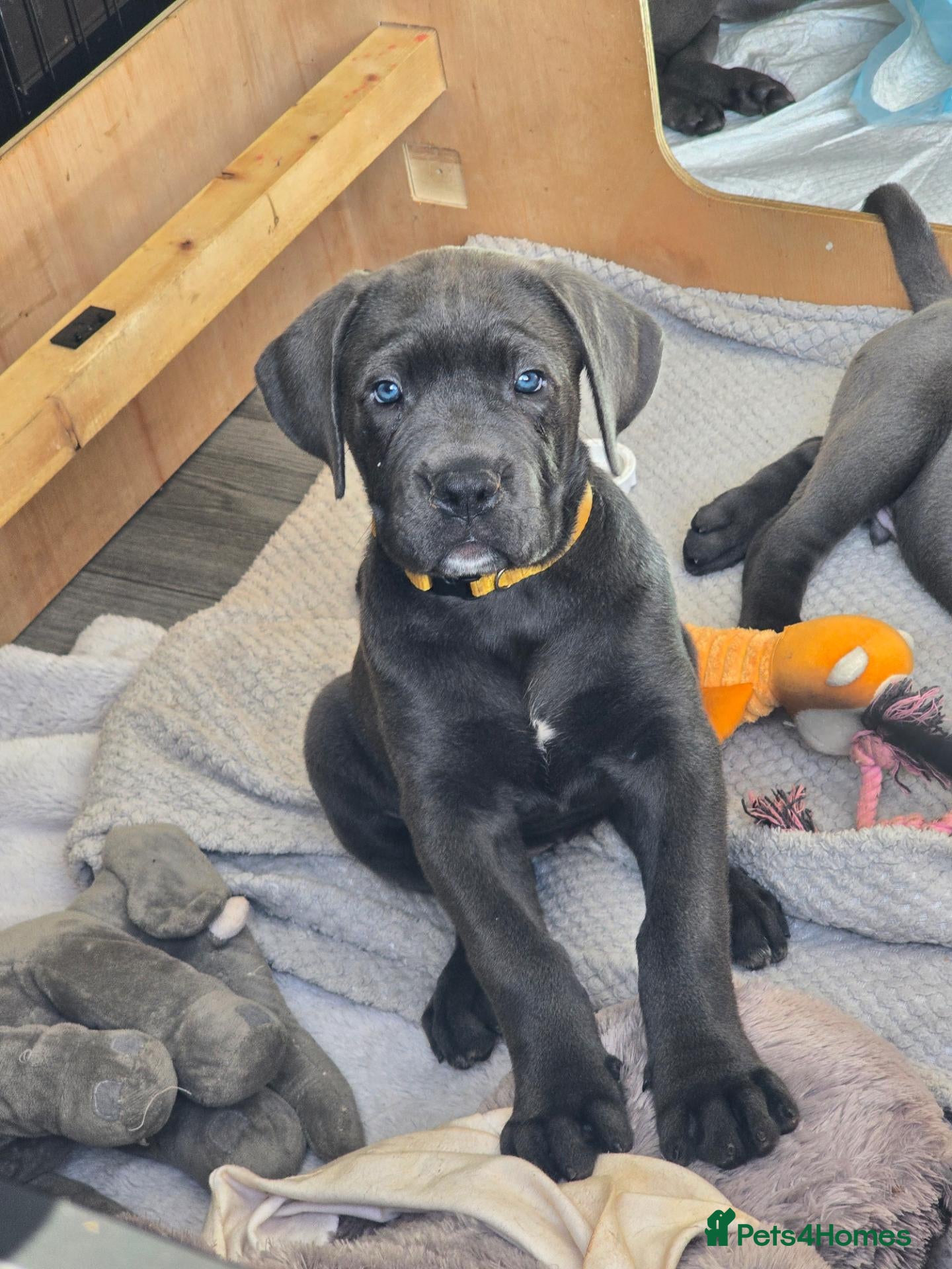 Cane Corso dogs STUNNING CANE CORSO PUPPIES-ONLY 3 AVAILABLE ❤️🐾 - Advert 13