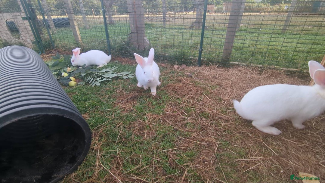 New Zealand rabbits for sale: 🐰 New Zealand White Rabbits – Friendly, Healthy🐰 - Image 12