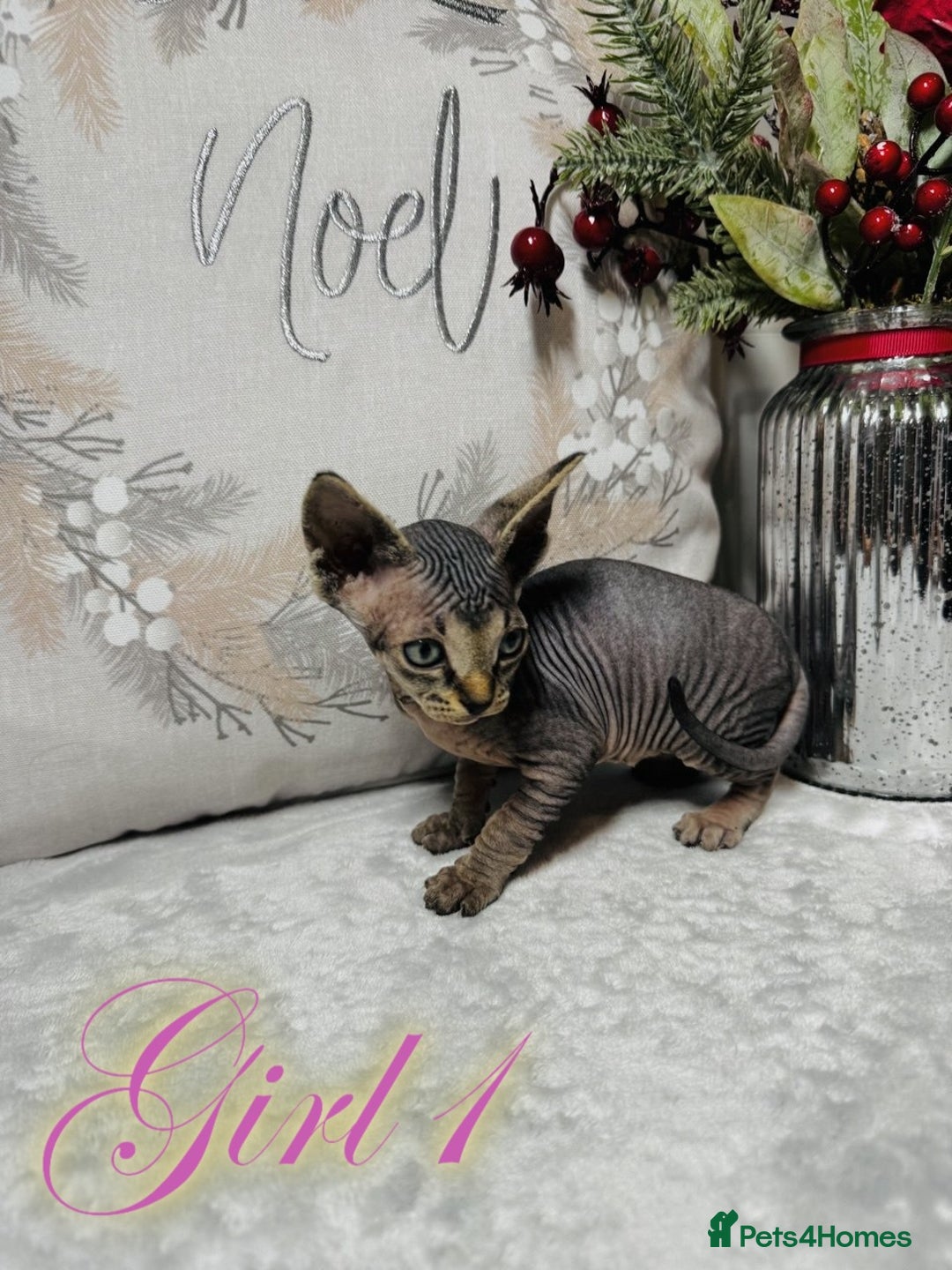 Sphynx cats for sale: Stunning Pedigree Sphynx Kittens - Advert 11