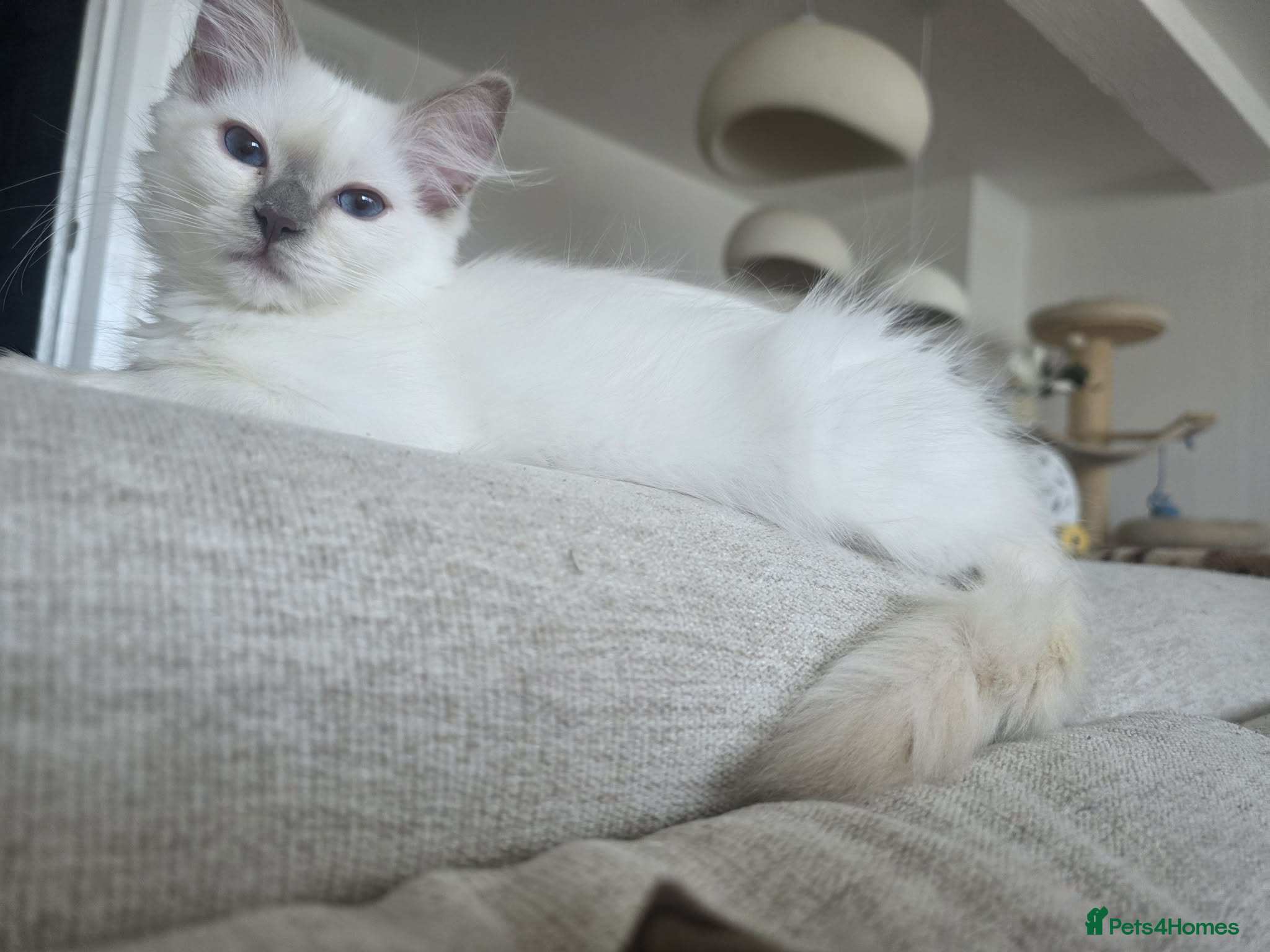 Ragdoll cats ✨ RARE TORTIE LILAC CREAMS LEFT|LITTER GCCF&TICA✨ - Advert 5