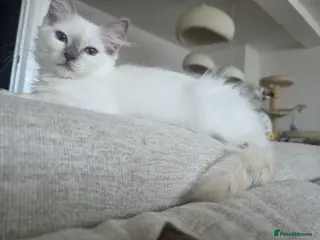 Ragdoll cats ✨ RARE TORTIE LILAC CREAMS LEFT|LITTER GCCF&TICA✨ - Advert 5