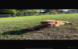 Mini Goldendoodle dogs for sale: F1 Goldendoodle puppies  - Image 19